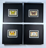 Butterfly 1977 Framed #1712+