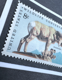 Horn Sheep Framed #1467