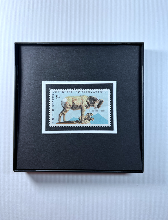 Horn Sheep Framed #1467