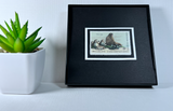 Fur Seal Framed #1464