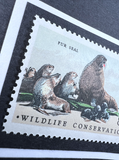 Fur Seal Framed #1464