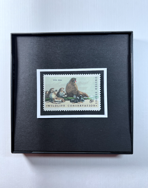Fur Seal Framed #1464