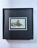 Fur Seal Framed #1464