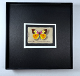 Butterfly 1977 Framed #1712+
