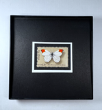 Butterfly 1977 Framed #1712+
