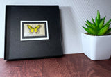 Butterfly 1977 Framed #1712+
